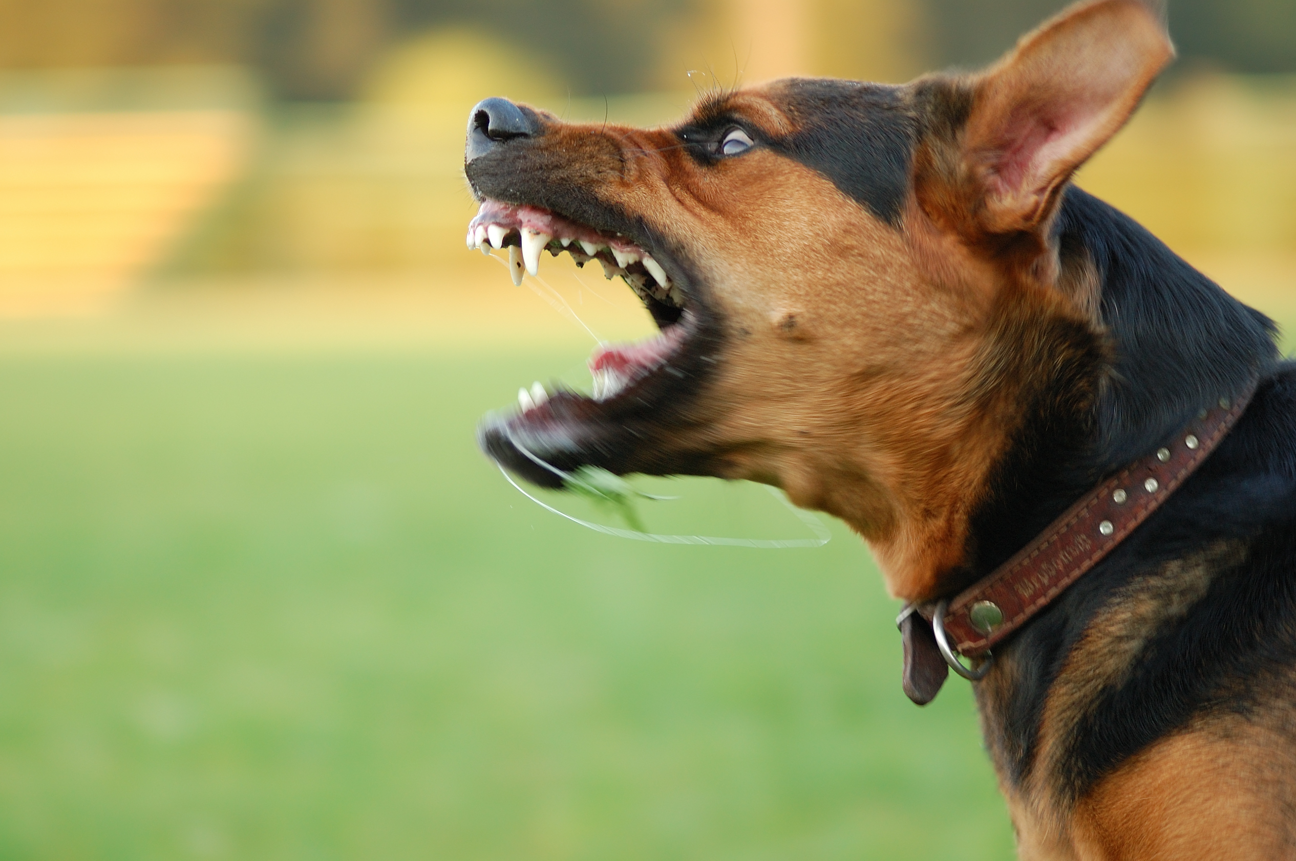 Sue For Punitive Damages In A Dog Bite Case | Michael Waks